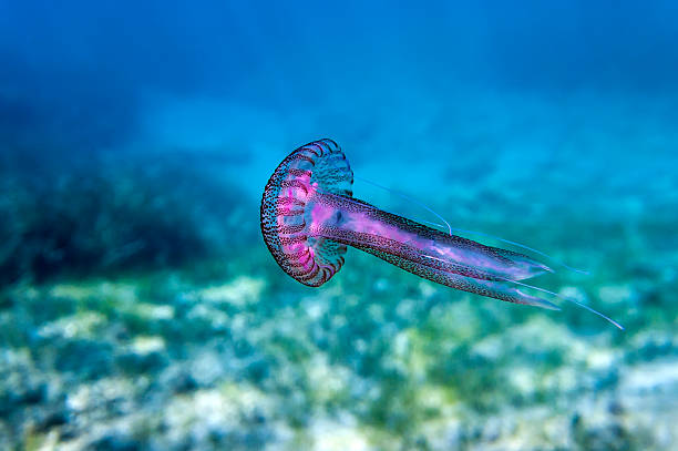 rosa medusa en el mediterráneo. - jellyfish sea green underwater fotografías e imágenes de stock