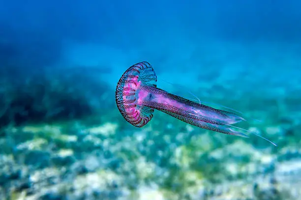 Photo of Pink jellyfish in the mediterranean