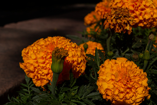 marigold flowers drawn on dark background