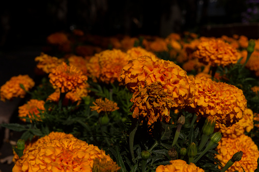 Bunches of yellow Chrysanthemums in a garden nursery.