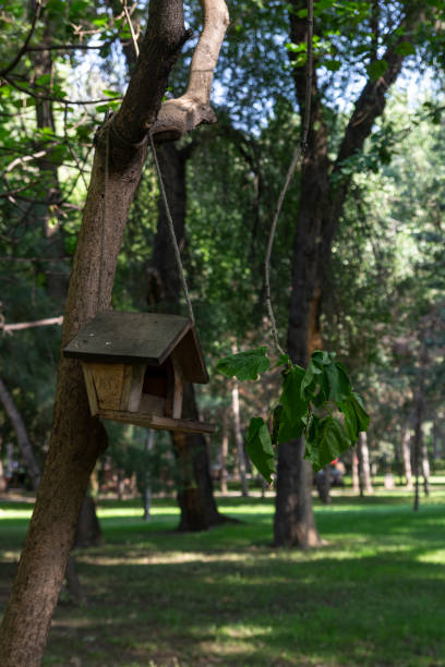 istock nest for birds made by humans in the forest 1553776262