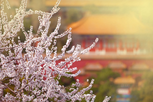 The spring flowers bloom in the Forbidden City and the inside of the building.