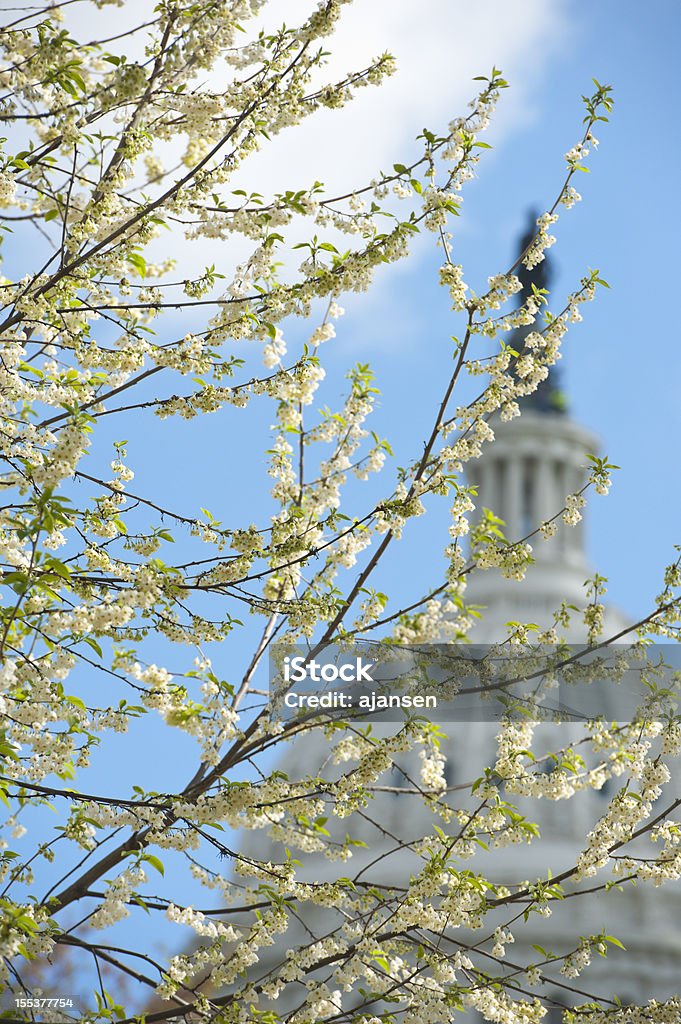 cherry blossoms на Капитолийский холм - Стоковые фото Арх�итектура роялти-фри
