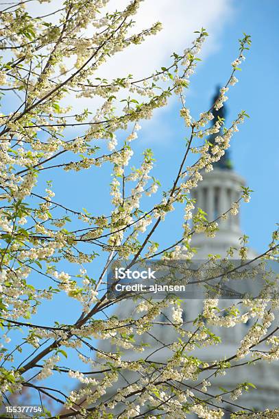Cherry Blossoms На Капитолийский Холм — стоковые фотографии и другие картинки Архитектура - Архитектура, Без людей, Белый
