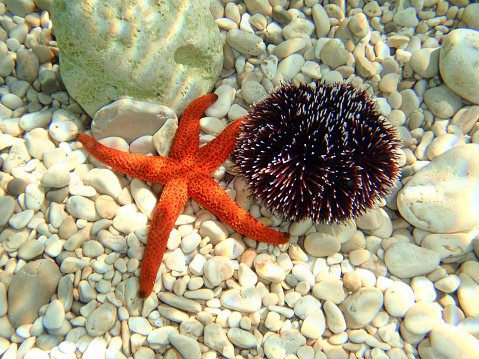 Underwater photo of starfish and sea urchin.