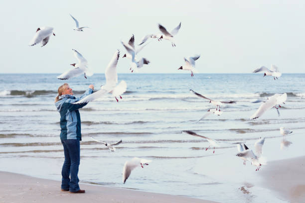 istock Woman feeding seagulls on the beach 155377787