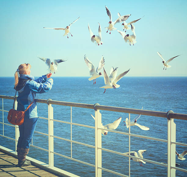 istock Woman feeding seagulls on the pier 155377788