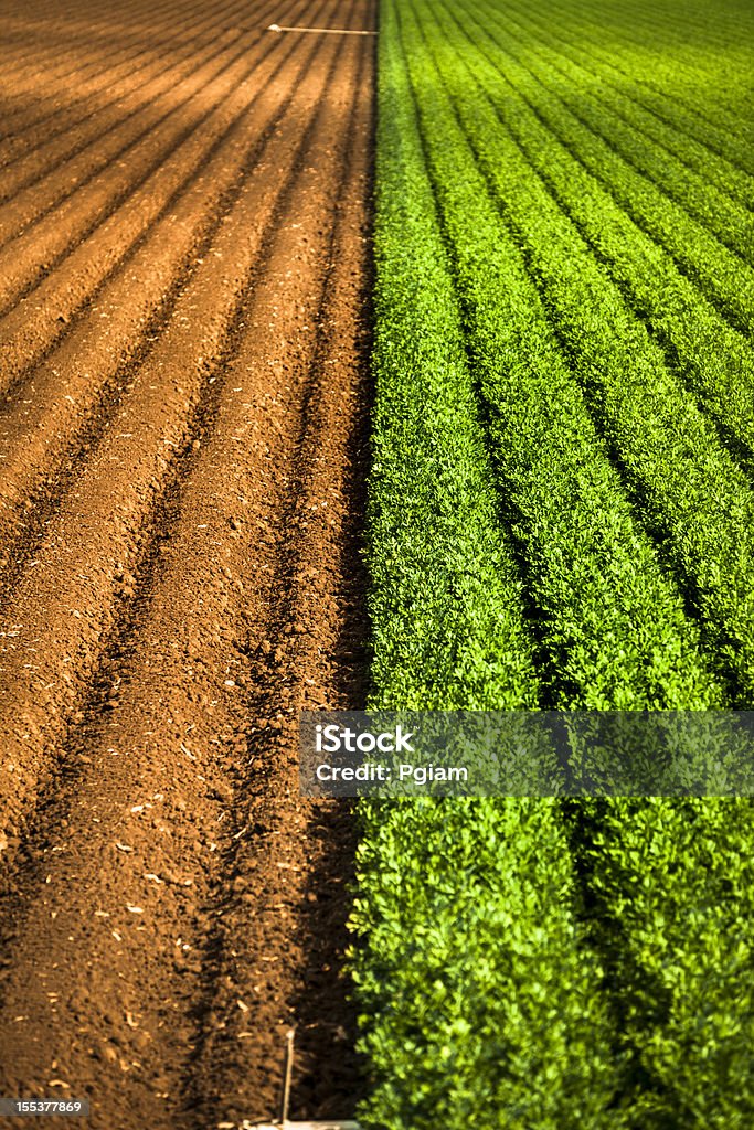 작물 대한 성장하십시오 비옥한 농토와 - 로열티 프리 농업 스톡 사진