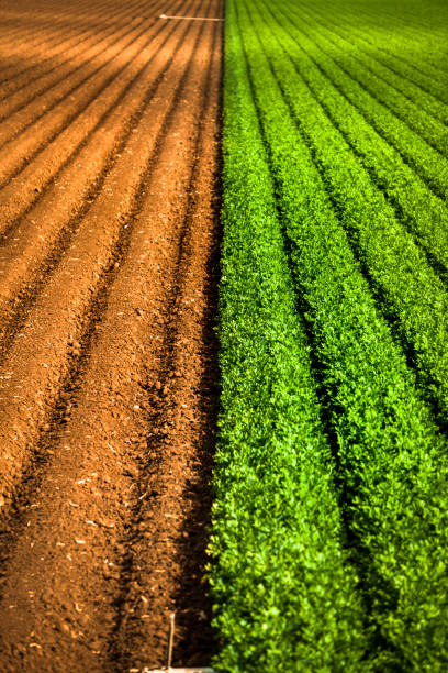 Field of ripening vegetable plants growing on a coastal farmTaken in Santa Cruz, California, USA.