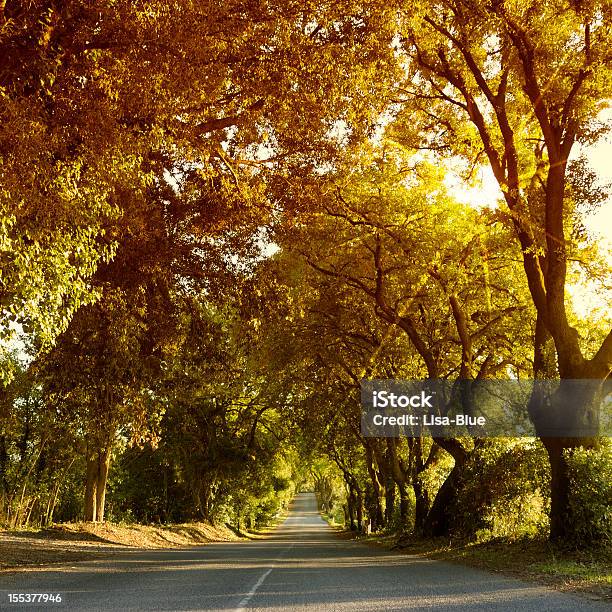 Country Road En Toscana Foto de stock y más banco de imágenes de Aire libre - Aire libre, Ajardinado, Amarillo - Color