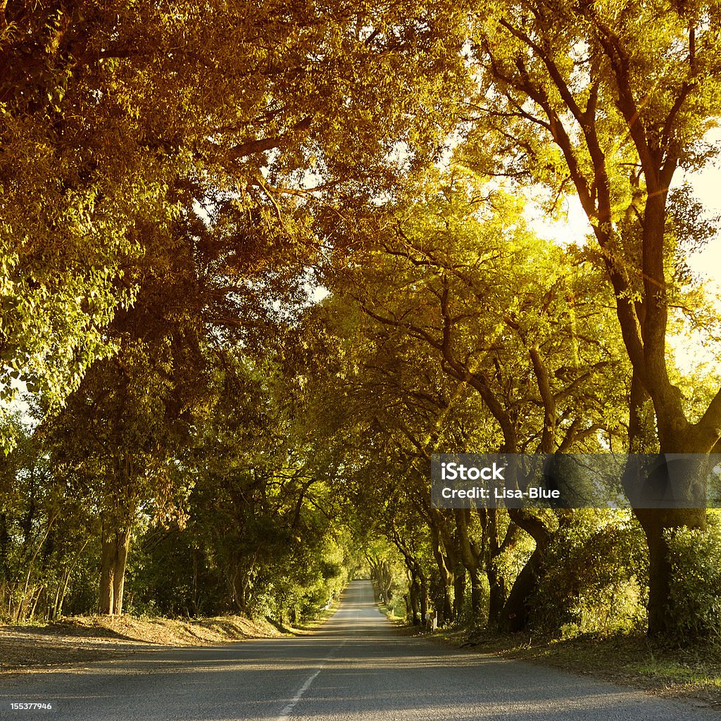 Route de campagne au Tuscany - Photo de Arbre libre de droits