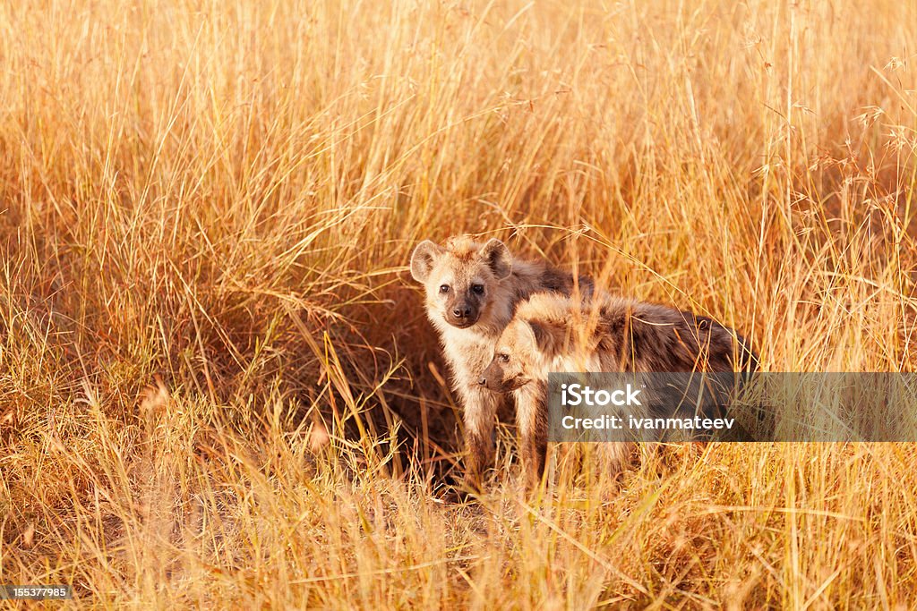 Baby Hyenas, Masai Mara - Zbiór zdjęć royalty-free (Afryka)