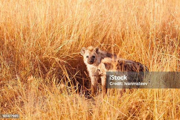 Baby Hyenas Masai Mara - zdjęcia stockowe i więcej obrazów Afryka - Afryka, Bez ludzi, Dwa zwierzęta