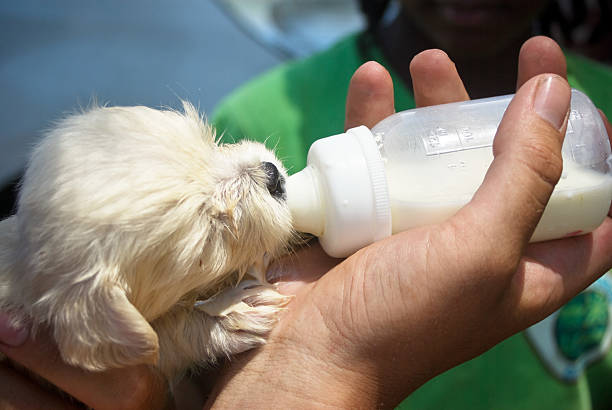 istock animal welfare; puppy fed with baby bottle 155378034
