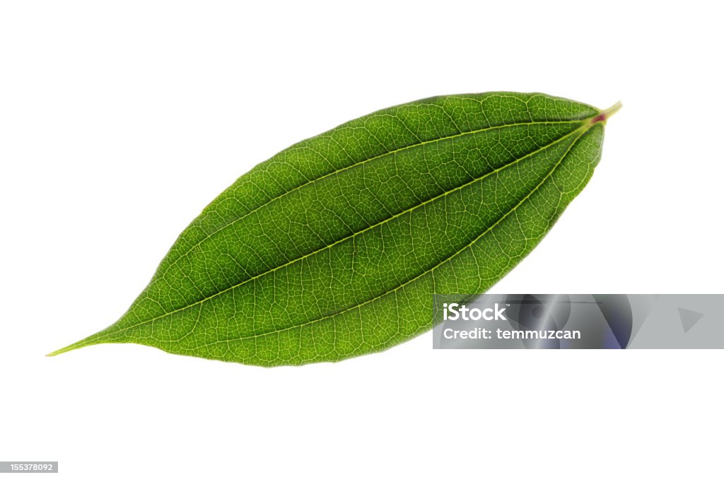 leaf - 로열티 프리 0명 스톡 사진