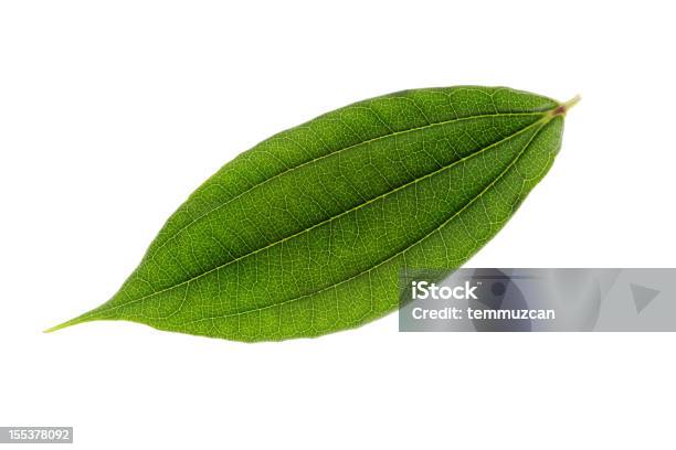 Leaf 0명에 대한 스톡 사진 및 기타 이미지 - 0명, 가까운, 계절