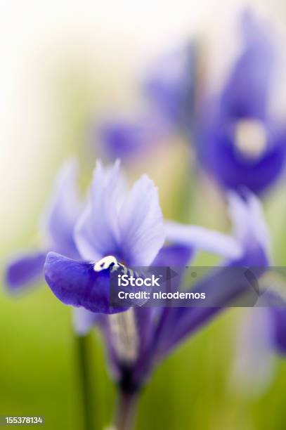 Blu Iris - Fotografie stock e altre immagini di Ambientazione esterna - Ambientazione esterna, Bellezza, Bellezza naturale