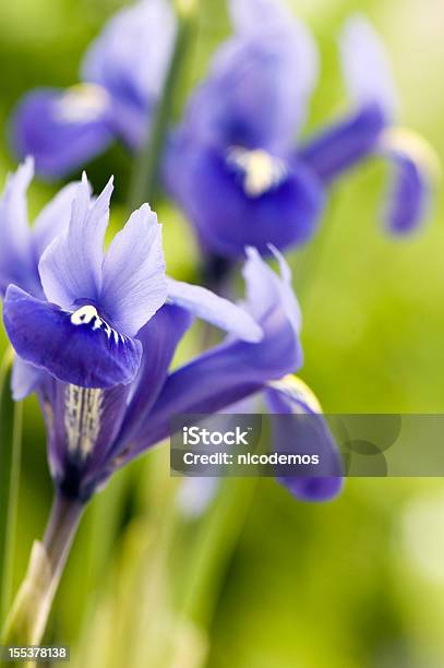 Foto de Íris Azul e mais fotos de stock de Azul - Azul, Beleza, Beleza natural - Natureza