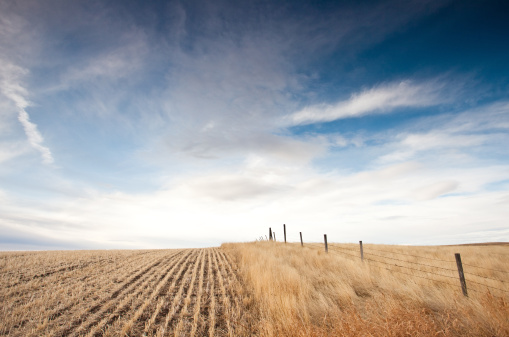 Alberta, Canada. Rural scenic. Horizontal colour landscape. Prairie scene. Gold wheat field. Agriculture theme with barbed wire fencing and beautiful prairie sky with cirrus clouds. Strong winds buffet this region of southern Alberta near Lethbridge. 