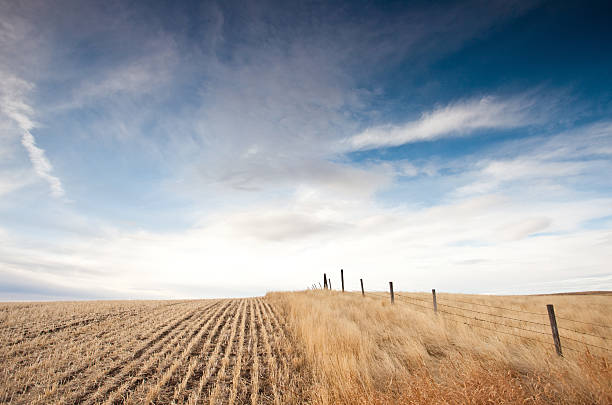 Great Plains in Alberta Canada Alberta, Canada. Rural scenic. Horizontal colour landscape. Prairie scene. Gold wheat field. Agriculture theme with barbed wire fencing and beautiful prairie sky with cirrus clouds. Strong winds buffet this region of southern Alberta near Lethbridge.  lethbridge alberta stock pictures, royalty-free photos & images