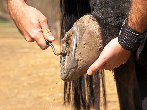 istock Cleaning horse shoes 155378163
