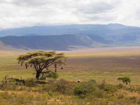 Tree with hanging nests on the edge of Ngorongoro volcanic Crater Highlands, 180 km west of Arusha in Tanzania.