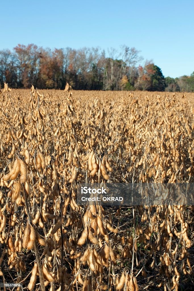 Landwirtschaftliche Detailansicht des Soybeans bereit, die geerntet werden. - Lizenzfrei Agrarbetrieb Stock-Foto