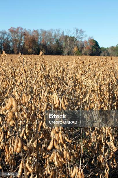 Landwirtschaftliche Detailansicht Des Soybeans Bereit Die Geerntet Werden Stockfoto und mehr Bilder von Agrarbetrieb