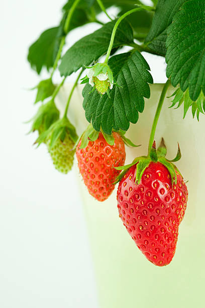 fraise la croissance - strawberry unripe isolated still life photos et images de collection