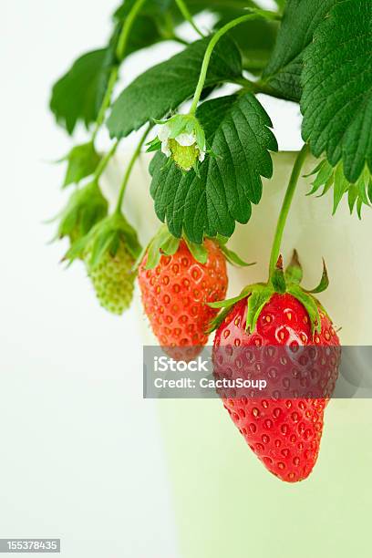 Morango Crescimento - Fotografias de stock e mais imagens de Morango - Morango, Crescimento, Cultivado