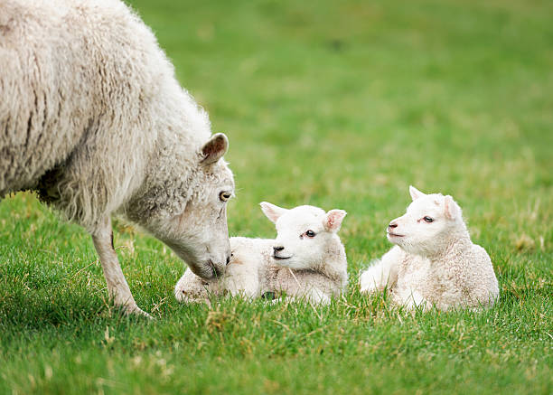 mère de nourrir son agneau brebis - newborn animal photos et images de collection