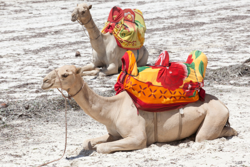 Camels are sitting on the beach