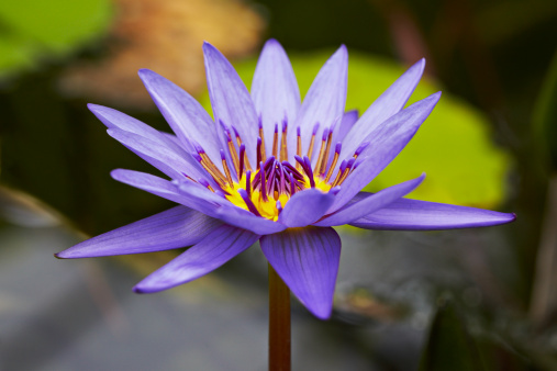 Blooming African water lily rising from the water