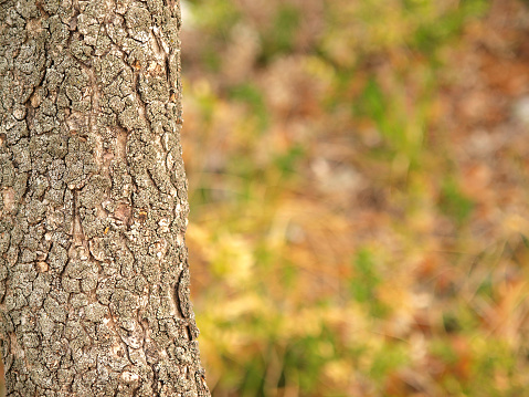 Oak tree stem with defocused pastel spring forest colors in the background. Large copy space on the right.