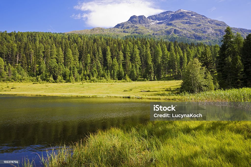 Lago de montaña en el verano. - Foto de stock de Abeto libre de derechos