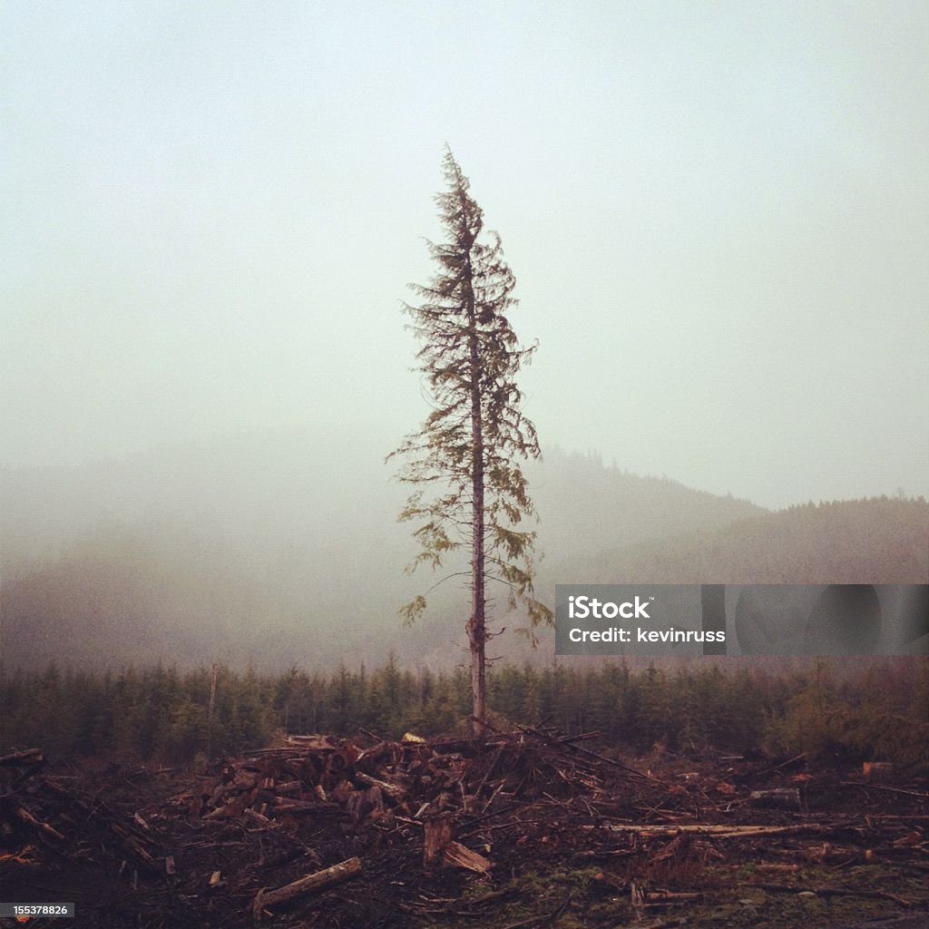 Lone Tree - Lizenzfrei Abholzung Stock-Foto