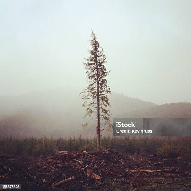 Lone Tree Stock Photo - Download Image Now - Color Image, Deforestation, Fog