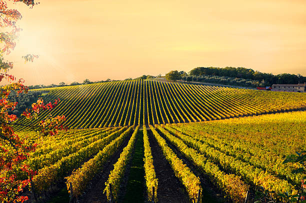 weinberg bei sonnenuntergang - winery autumn vineyard grape stock-fotos und bilder