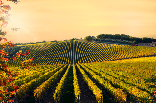 Vineyard at sunset,Castellina,Chianti region,Tuscany,Italy.Toned and grained.