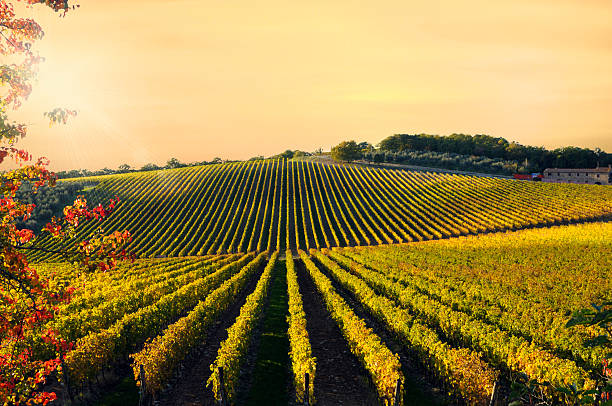 Vineyard at Sunset Vineyard at sunset,Castellina,Chianti region,Tuscany,Italy.Toned and grained. chianti region stock pictures, royalty-free photos & images