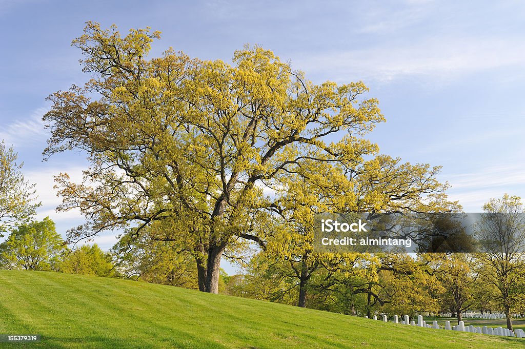 Cemitério nacional de Arlington - Royalty-free Cemitério Foto de stock