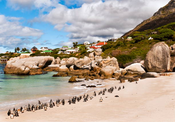 istock South African penguins on the beach 155379326