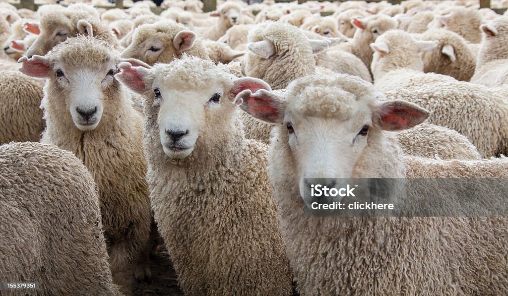 Herde Schafe in Neuseeland - Lizenzfrei Schaf Stock-Foto