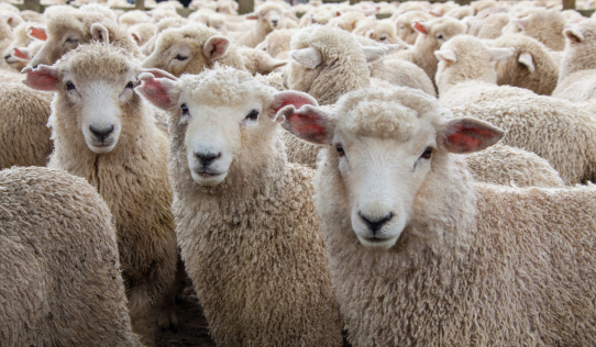 Wolf in sheep's clothing hiding among a flock of sheep.Concept photo of  those playing a role contrary to their real character with whom contact is dangerous, particularly false teachers.
