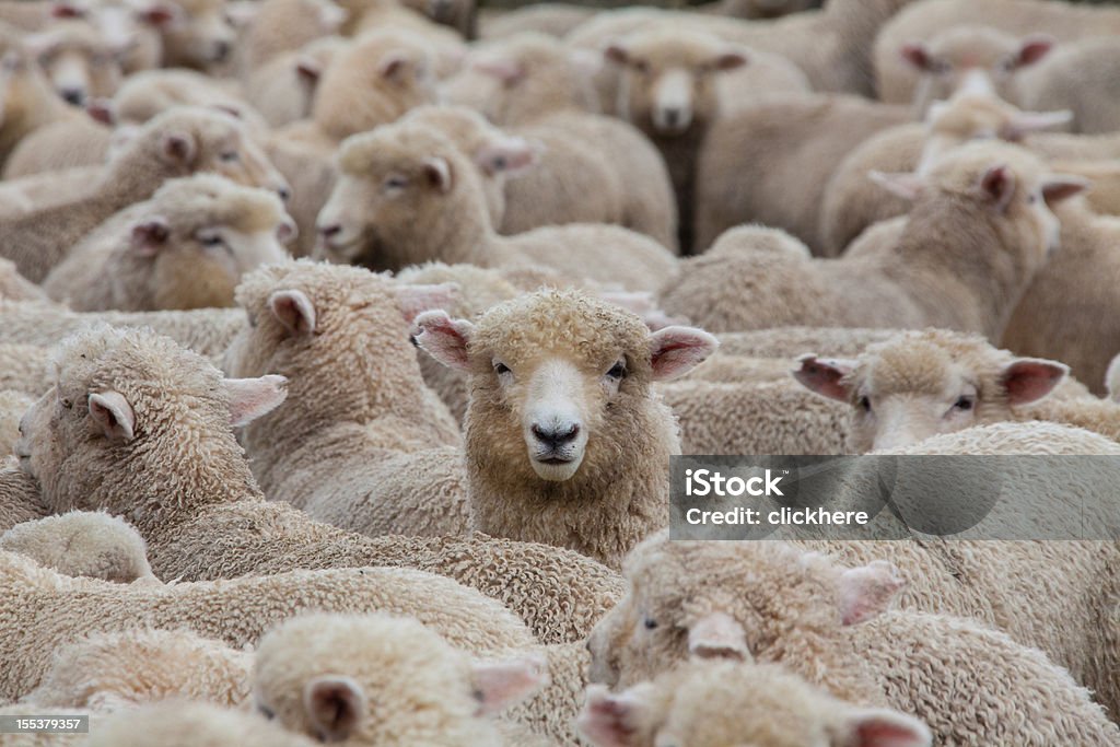 Ganado ovino en Nueva Zelanda 2 - Foto de stock de Oveja - Mamífero ungulado libre de derechos