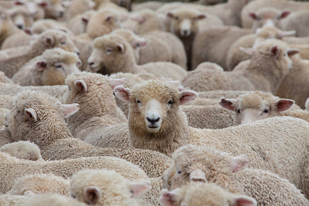 Sheep Herd in New Zealand 2 A huge heard of sheep in New Zealand about to go into the shearing shed. There are 40 million sheep in New Zealand and 4 million people! sheep out number people 10 to 1. lamb meat stock pictures, royalty-free photos & images