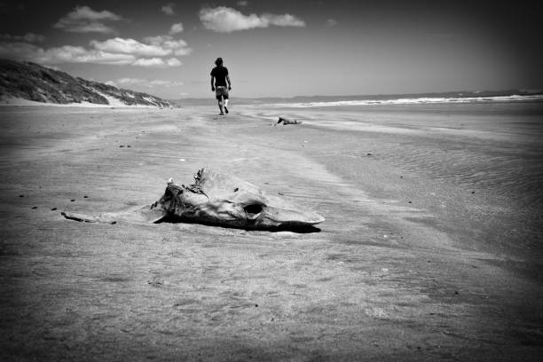 hai heads auf ninety mile beach-new zealand - dead animal fotos stock-fotos und bilder