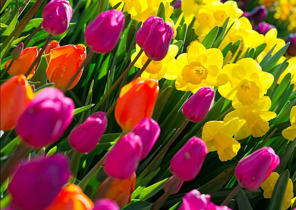 Daffodils e Túlipas - fotografia de stock