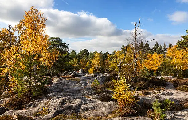 Beautiful autumn landscape in the Fontainebleau forest located in France close to Paris.