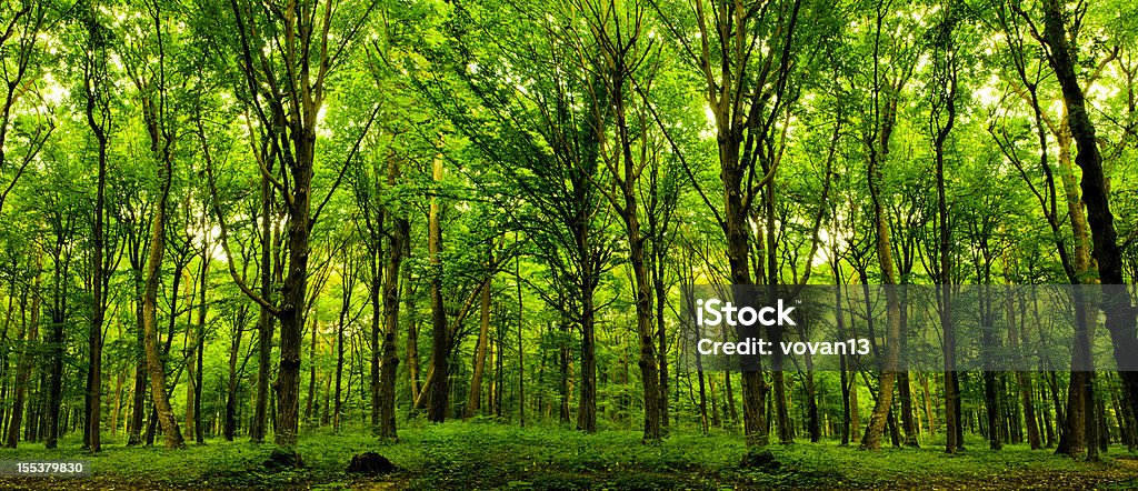 forest trees. forest trees. nature green wood sunlight backgrounds. Beauty In Nature Stock Photo